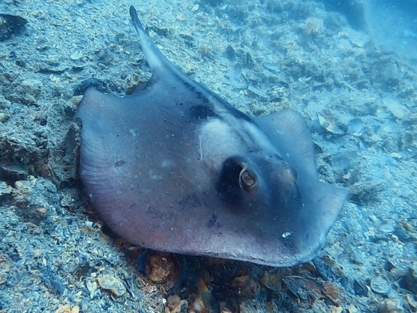 Stingray at Bulk Jetty scuba diving