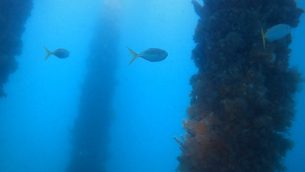 BHP Jetty scuba diving