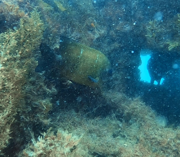 North mole dive 