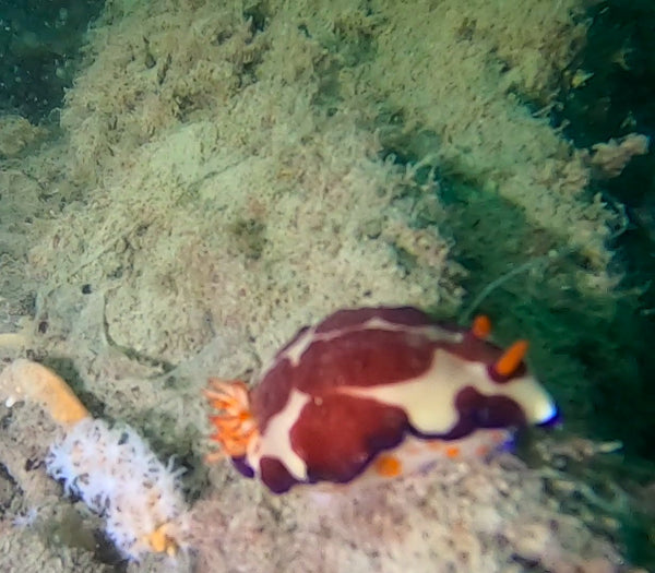 Perth Scuba Manta Club dive at Ammunition Jetty