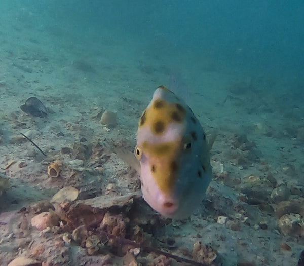 Perth Scuba Manta Club dive at Ammunition Jetty