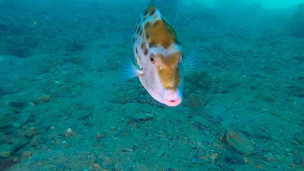 Perth Scuba Manta Club dive