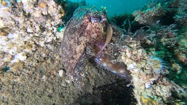 Perth Scuba Manta Club dive