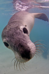 Australian sea lion Perth Western Australia