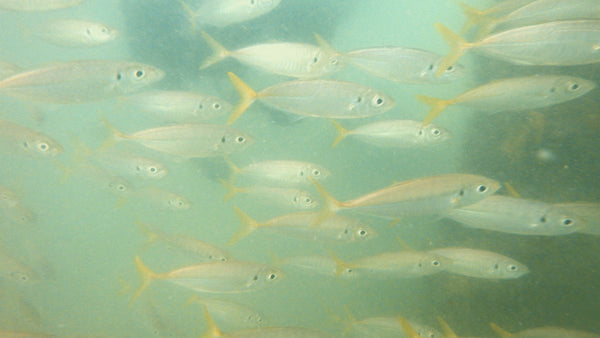 Ammunition Jetty club dive