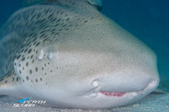 Leopard shark Ningaloo Reef Western Australia by Joey Pool