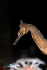 Perth Scuba seahorse at Ammunition Jetty Western Australia by Joey Pool