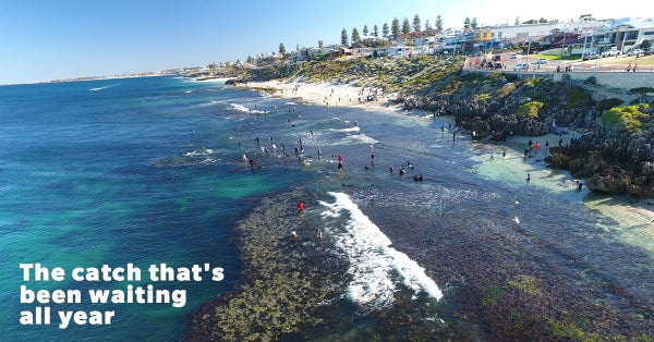 Surf Life Saving WA Abalone Safety Campaign