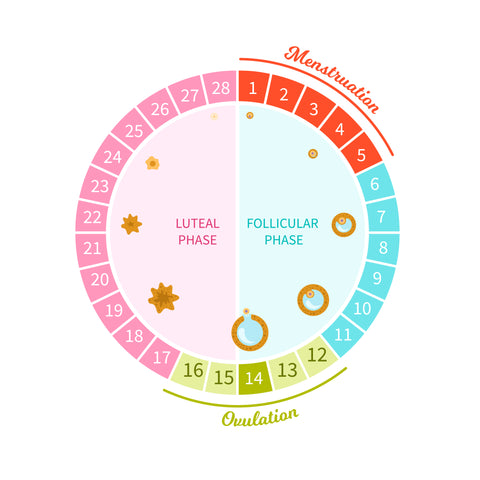 représentation des différentes phases d'un cycle menstruel sur graphique