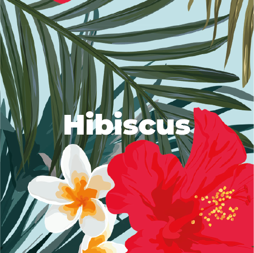 Hisbiscus