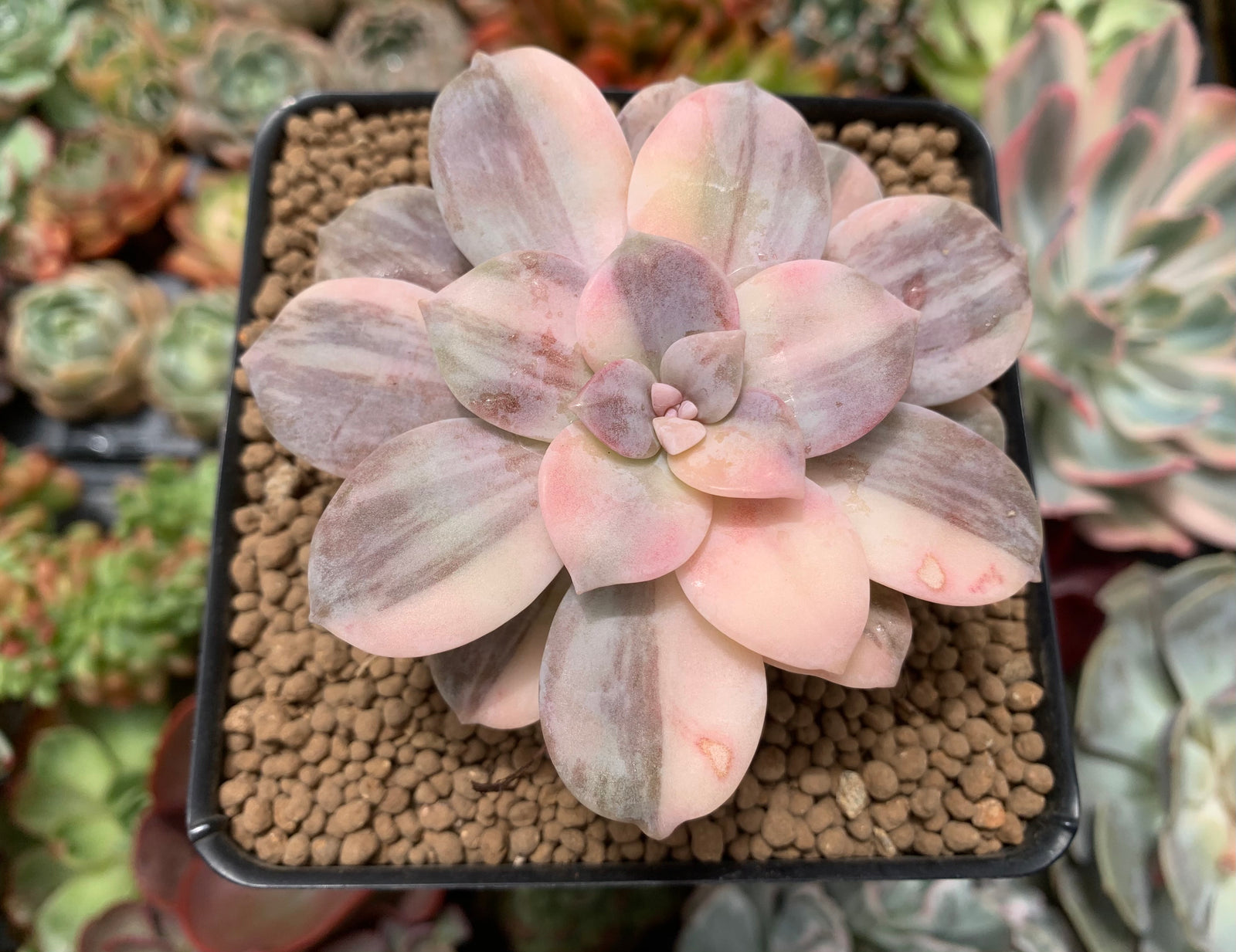 graptopetalum murasaki vs superbum