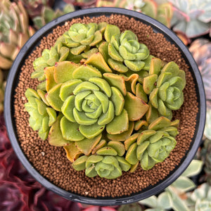 Aeonium 'Lily Pad' 4"-5" Cluster Succulent Plant - True Succulents Plant Co. - Heating Pad For Plants