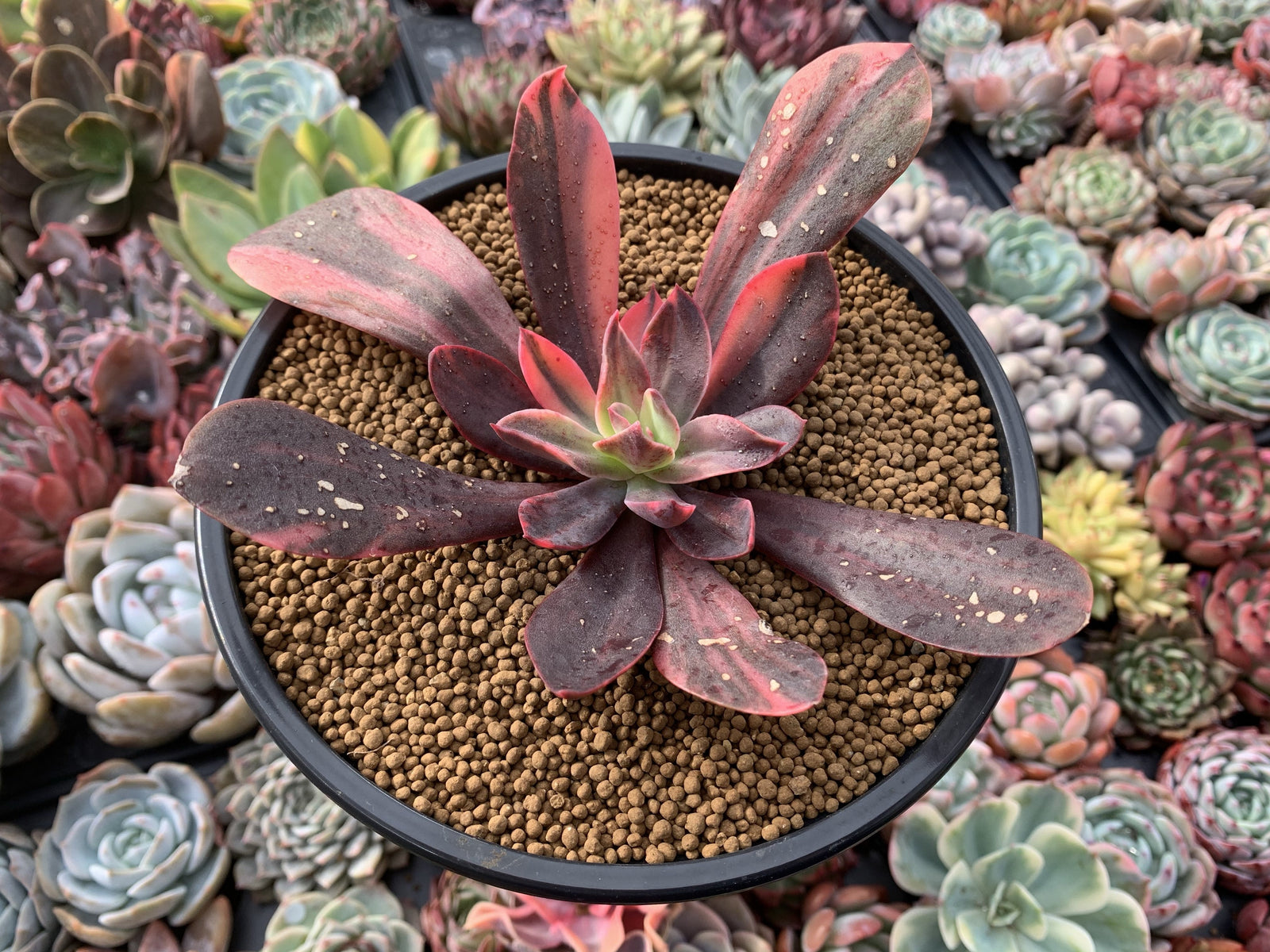 Echeveria 'Hanaikada' Variegated 5