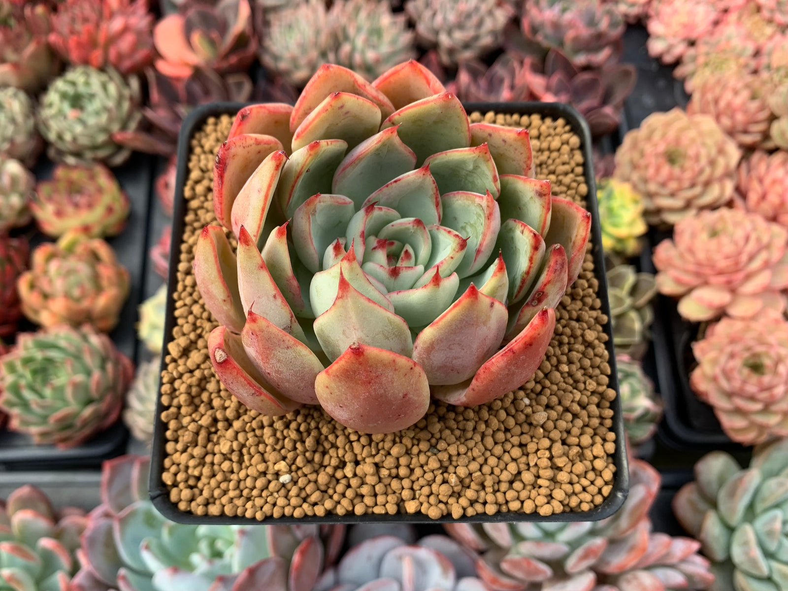 Echeveria strictiflora✖︎アメティナム錦 多肉植物-eastgate.mk