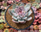 Echeveria 'Ivory' Selected Clone 4" Succulent Plant