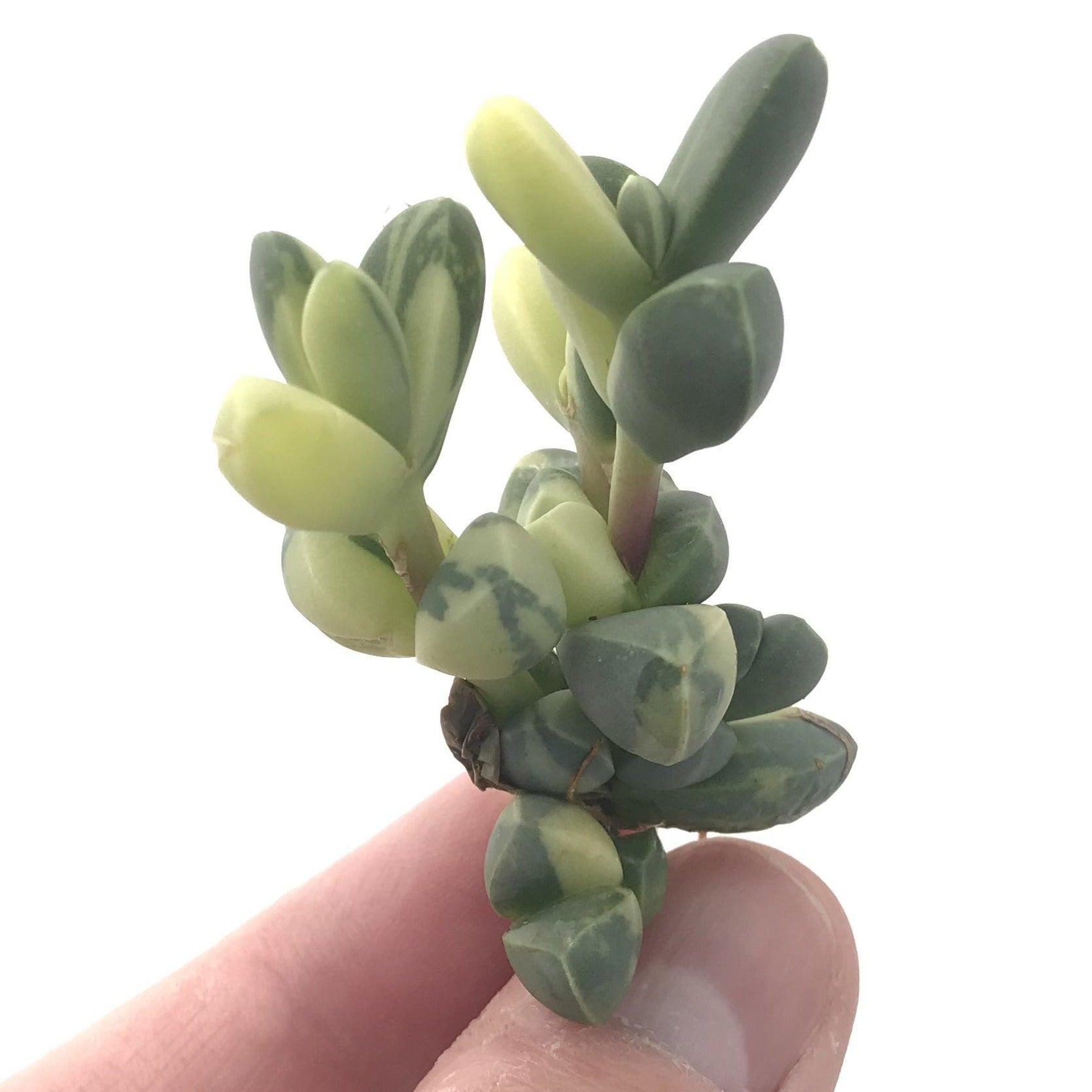 Corpuscalaria 'Lehmanii' Variegated 2" Rare Succulent Plant