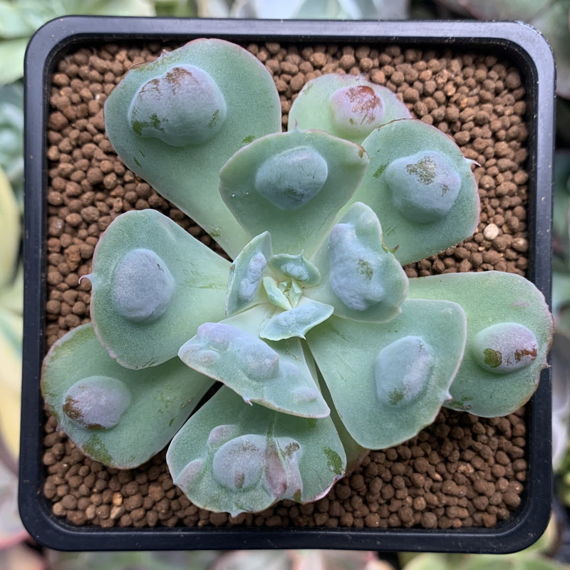 raindrop succulent