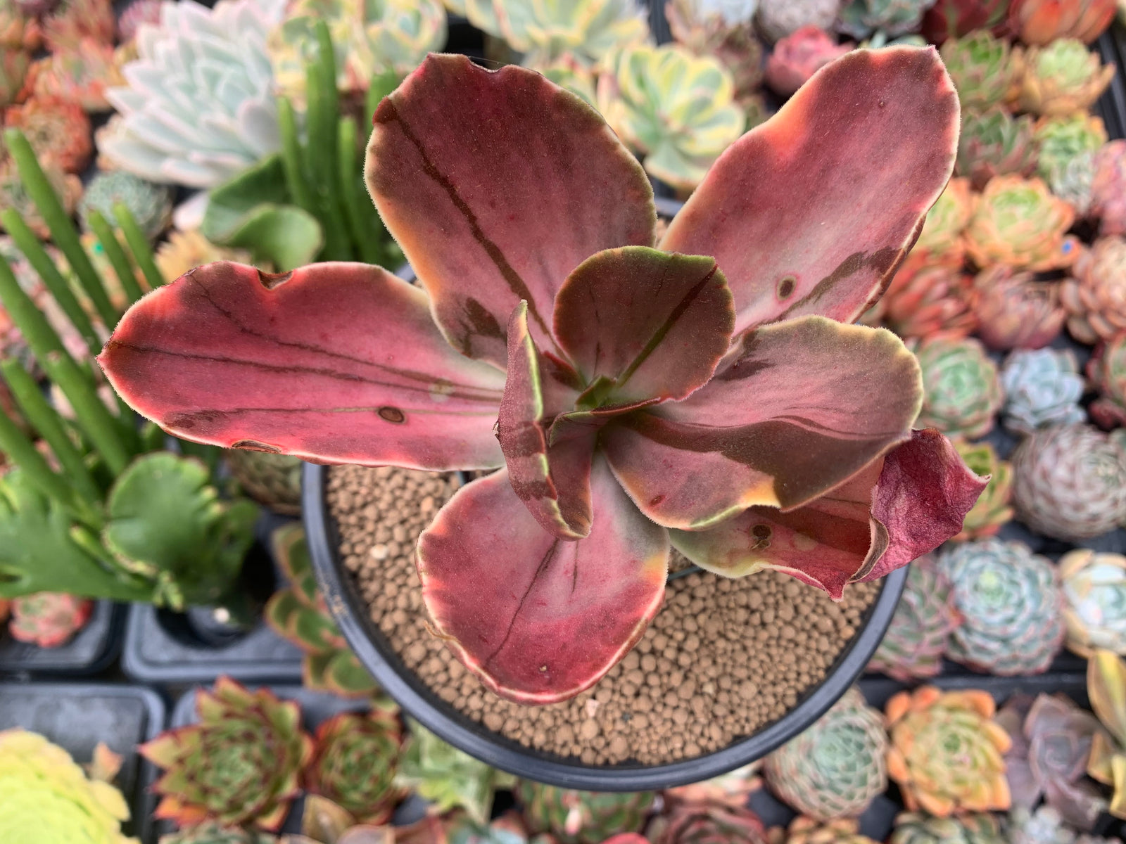 Echeveria 'Fimbriata' Variegated AKA 'Fasciculata' 5