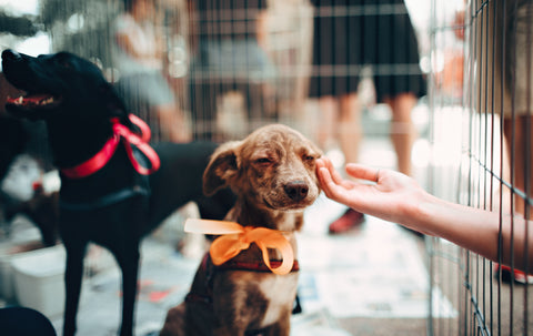 Petting a puppy through a cage