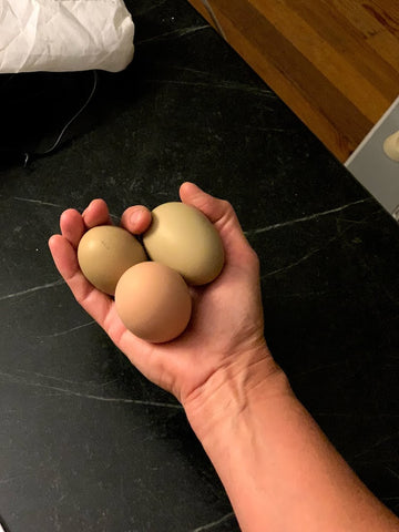 3 Chicken eggs being held