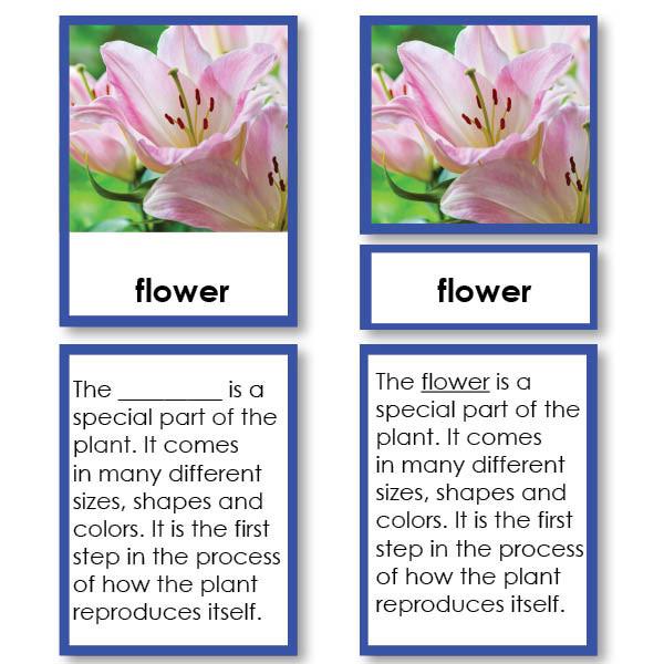 Parts of a Flower 3-Part Cards with Definitions | Montessori 123 - $5.95