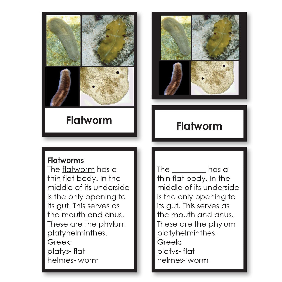 Animal Kingdom Classification 3-Part Cards with Definitions