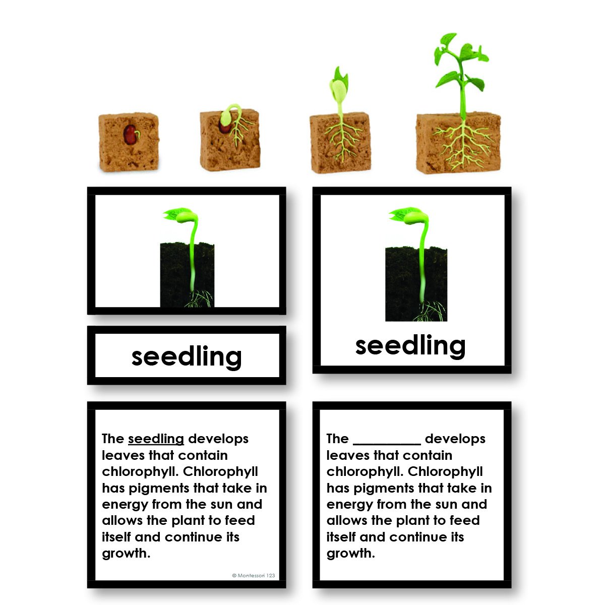 Green Bean Life Cycle 3-Part Cards with Objects | Montessori123 ...
