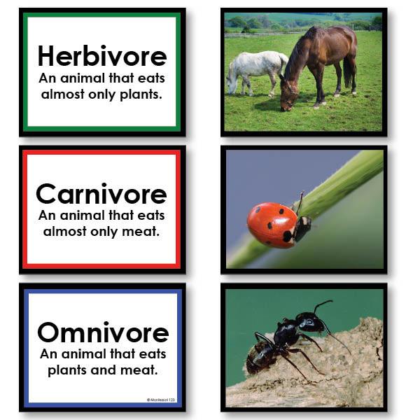 Omnivores Animals Chart