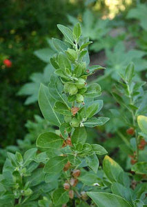 calcium carbonate in the garden