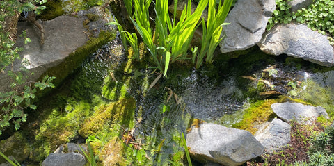 Naturligt vandløb med mos og planter