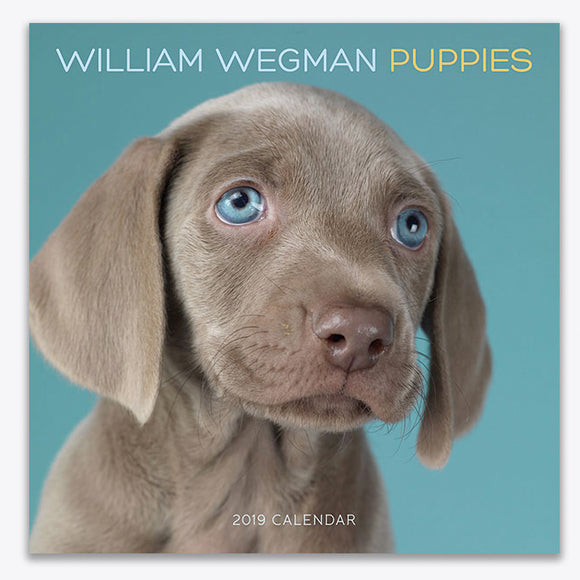 William Wegman Puppies 2019 Wall Calendar ImageExchange