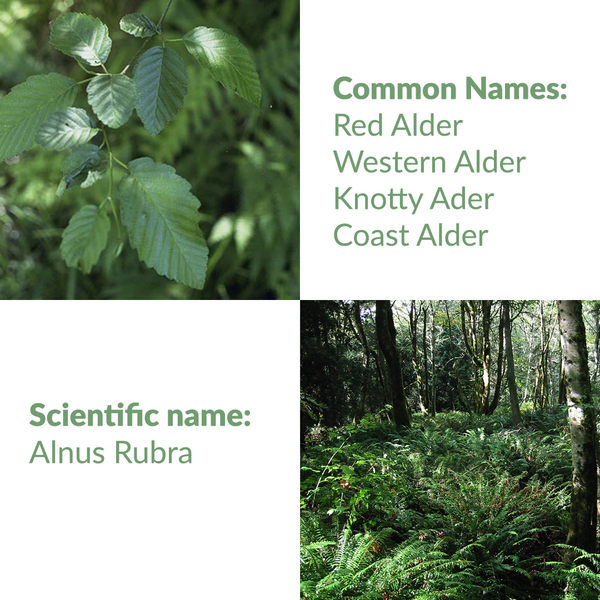 Knotty Alder: common and scientific names