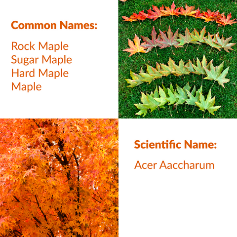RealCraft Wood Species 101 Series: Maple. Common and scientific names listing