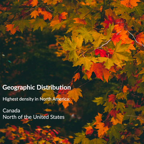 RealCraft Wood Species 101 Series: Maple. Maple tree geographic distribution 