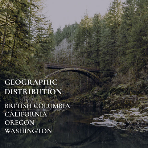 RealCraft Wood Species 101 series: Douglas Fir Geographic Distribution 