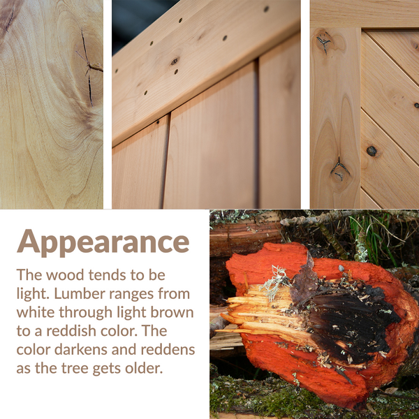Knotty Alder: wood appearance and coloration 