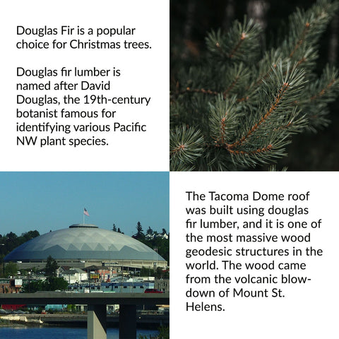 RealCraft Wood Species 101 series: Douglas Fir Fun facts