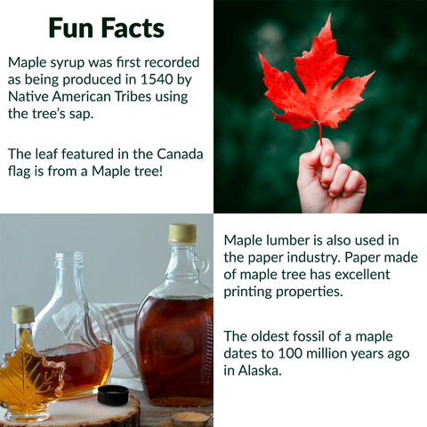 RealCraft Wood Species 101 Series: Maple. Fun and interesting facts about the maple tree