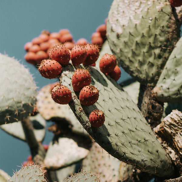 Desert cactus with cactus flowers growing.