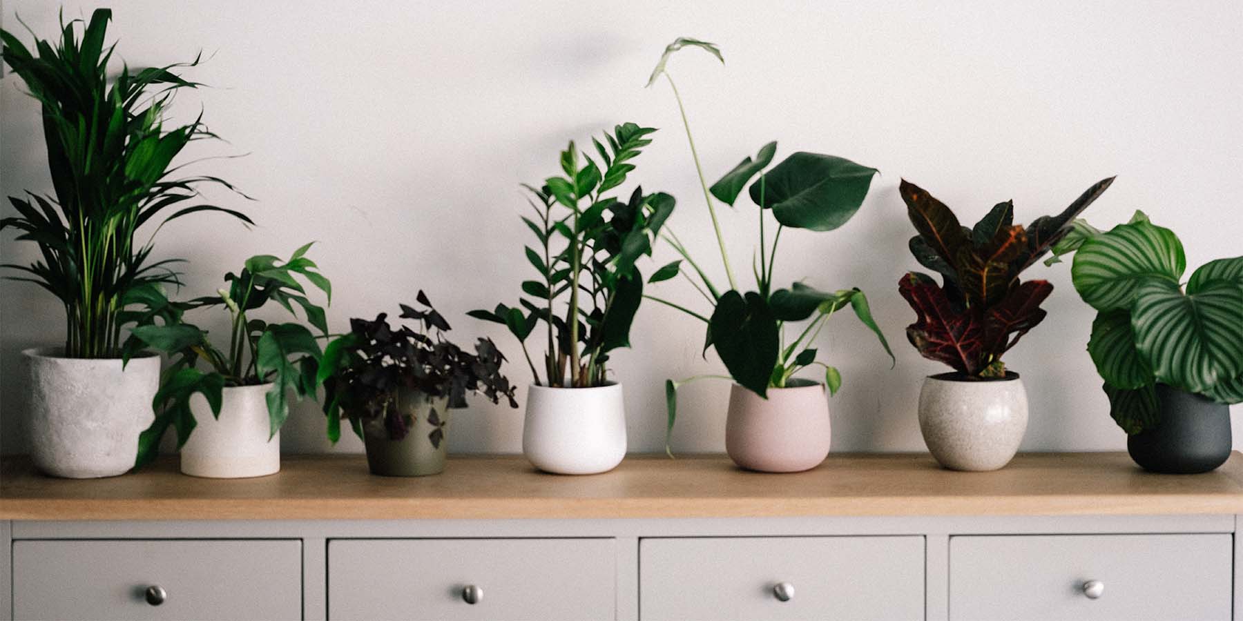 Beech wood countertop with multiple plants on it.