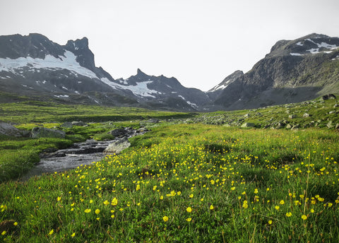 picture of a meadow with mountains in the distance