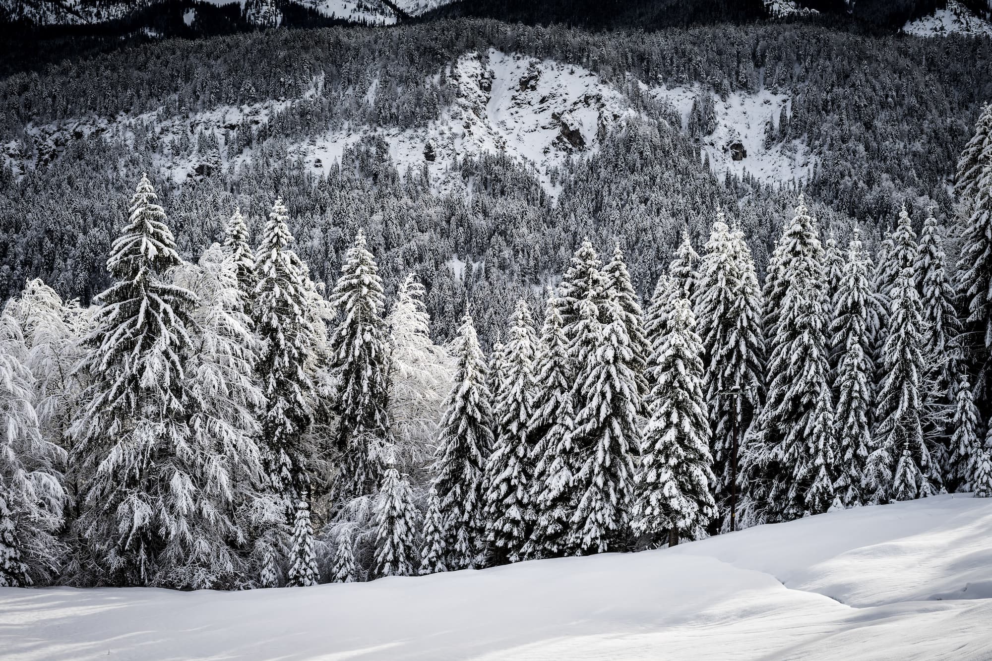snowy winter evergreen forest