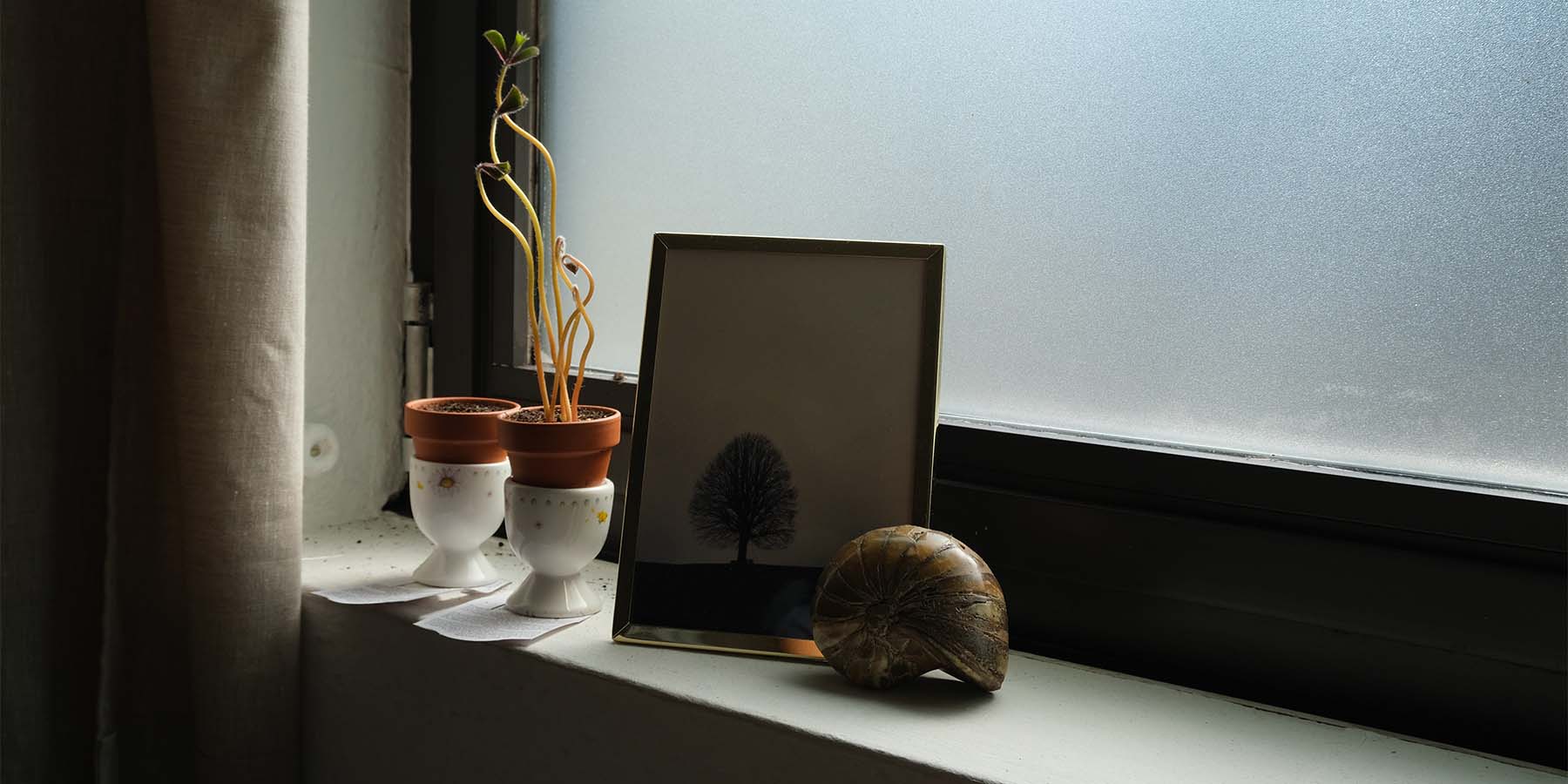 Seashell, beansprout, and tree photo on a windowsill.