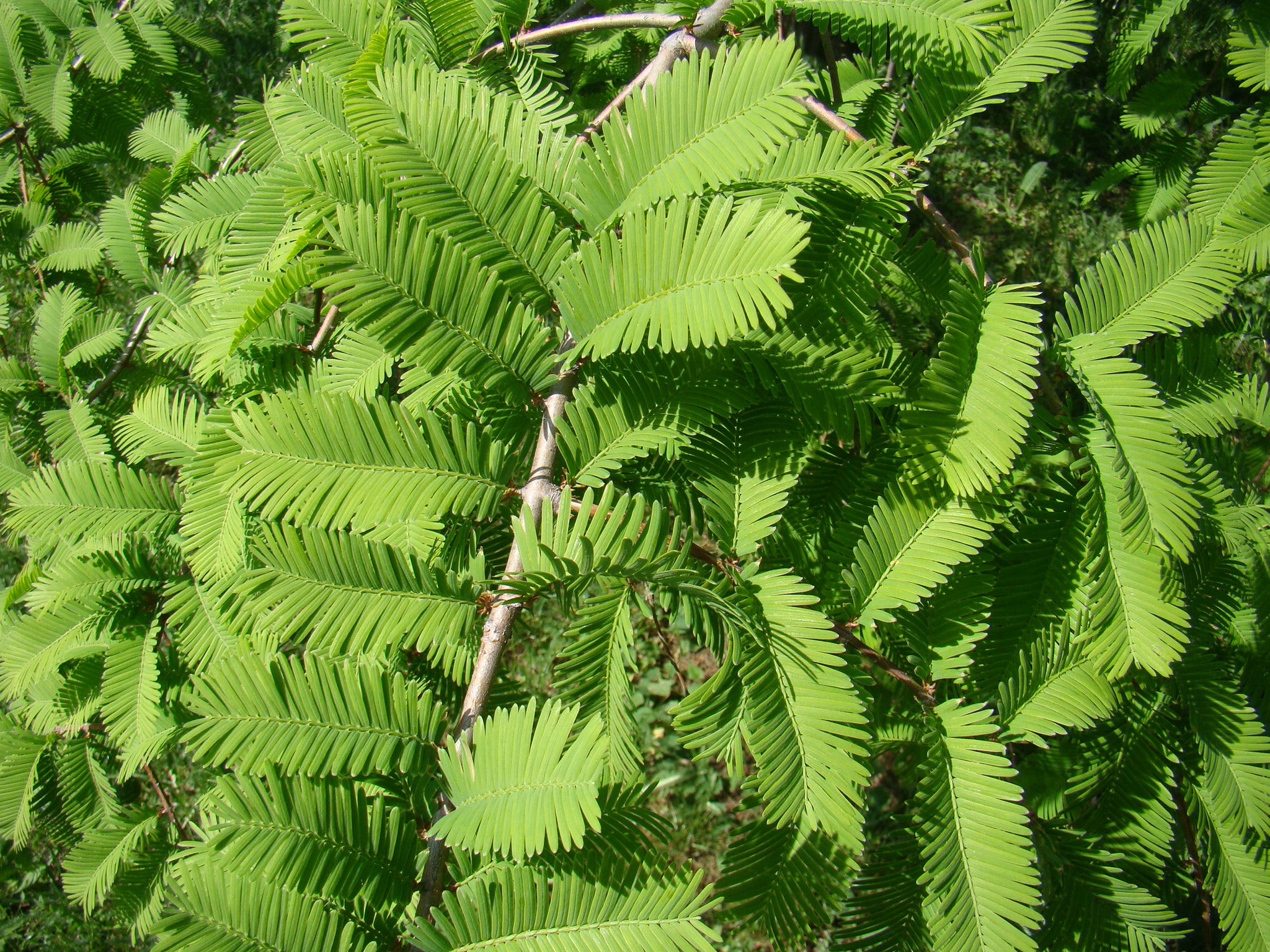 Metasequoia glyptostroboides Cheng побег