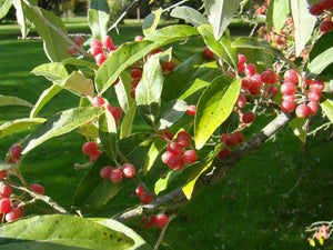 Elaeagnus umbellata - Japanese Silverberry or Autumn Olive ...