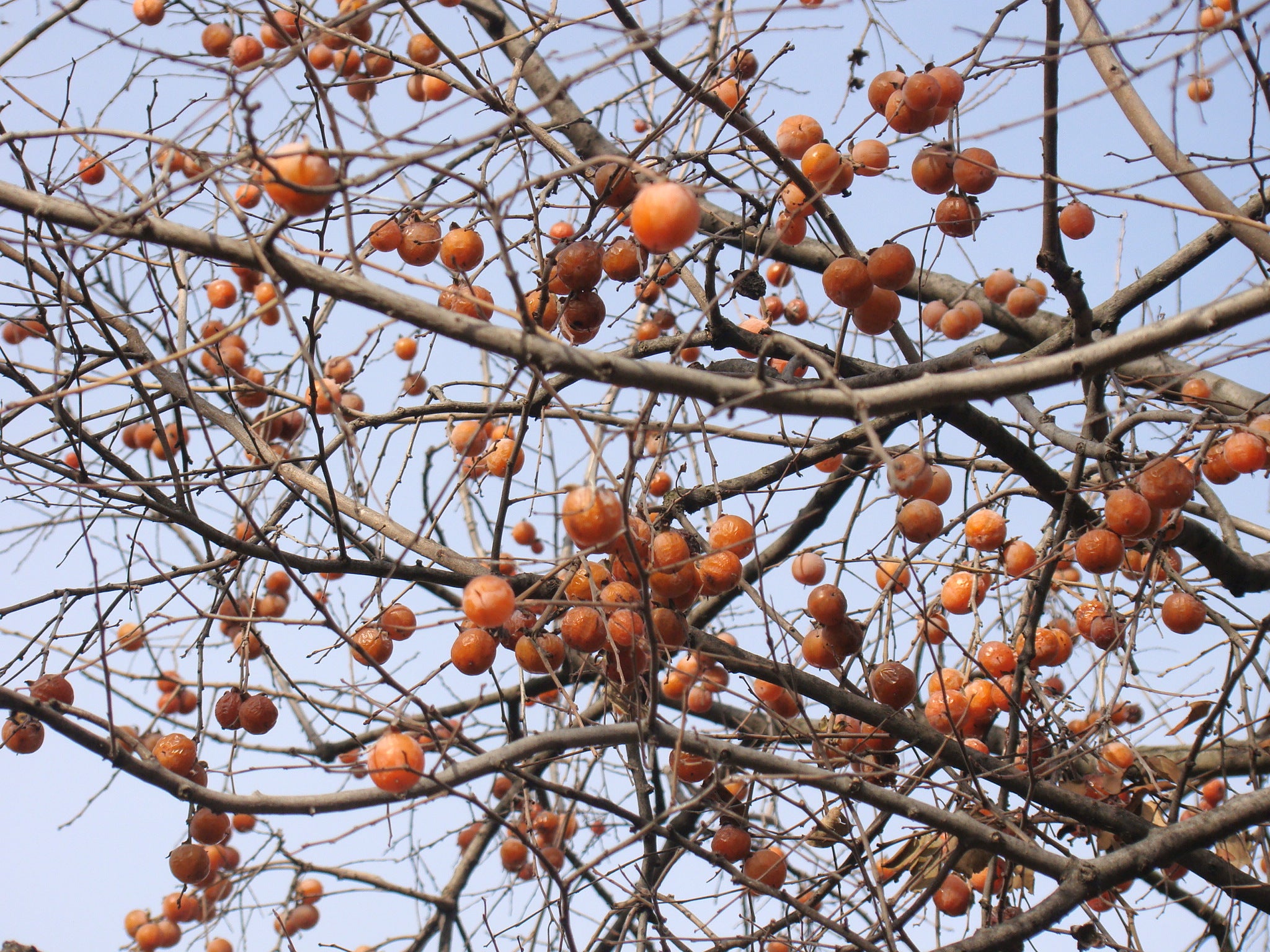 american persimmon tree