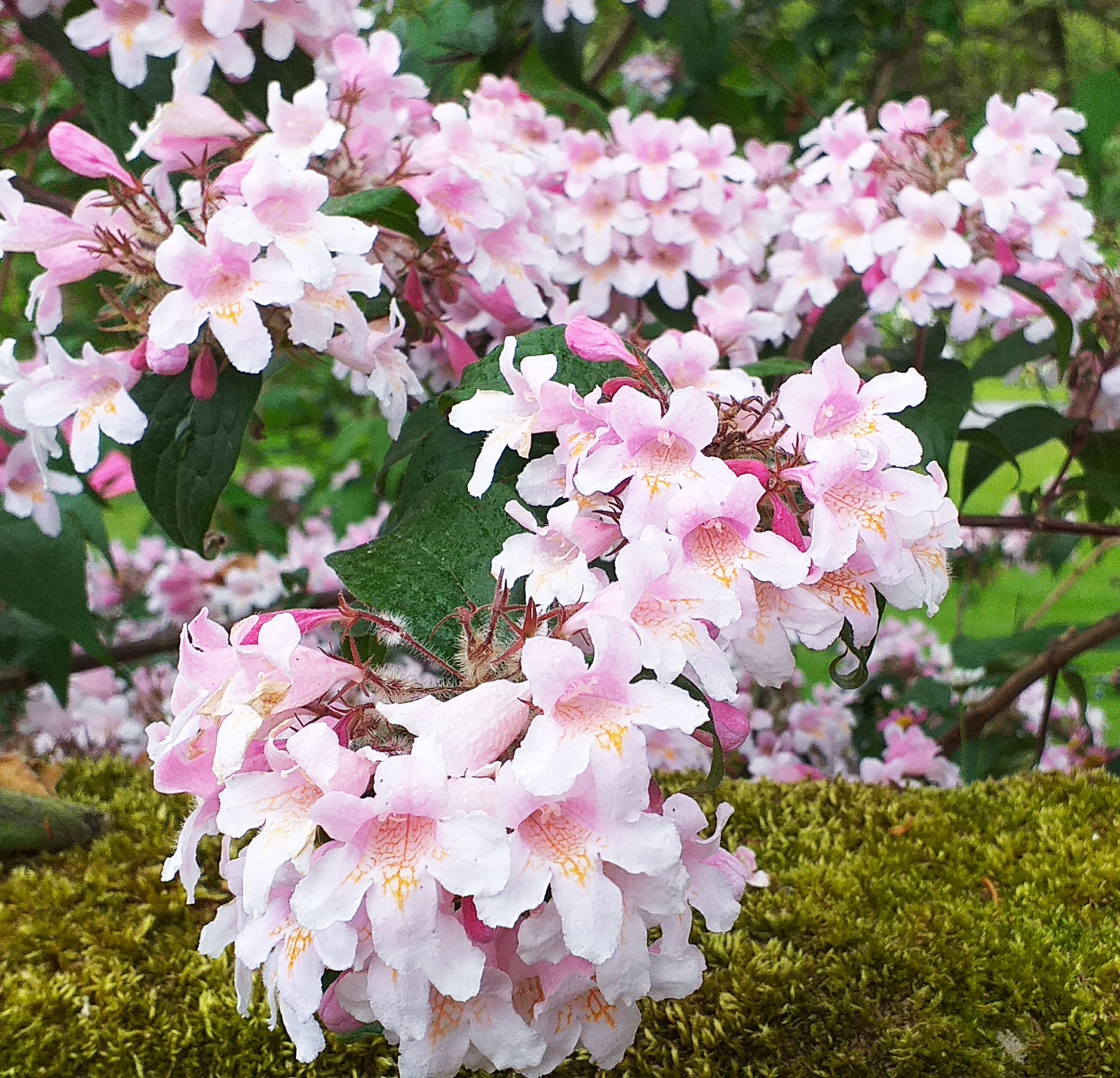 Image of Kolkwitzia amabilis full grown bush in full bloom