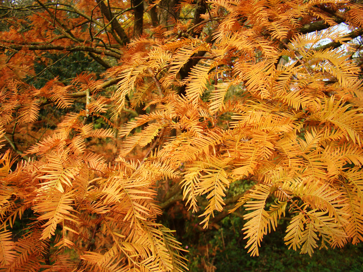 Metasequoia glyptostroboides all Bronze