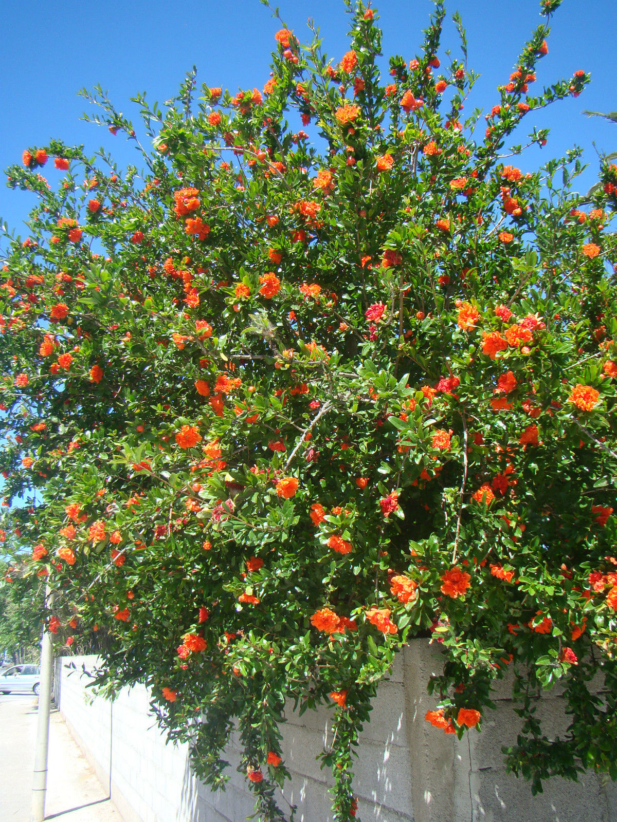 Punica granatum Flore Pleno - Ornamental Pomegranate (double red ...