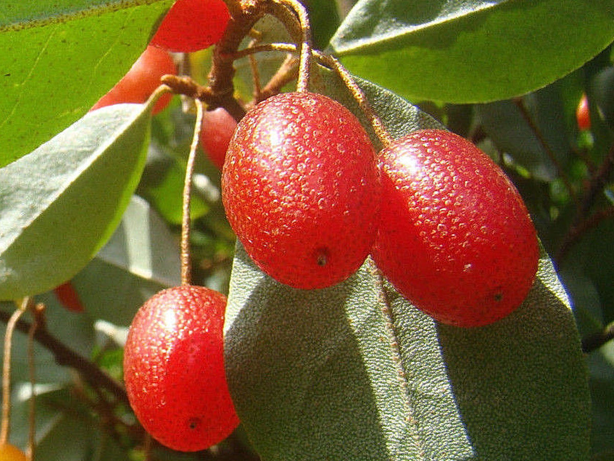 Image of Elaeagnus multiflora fruits